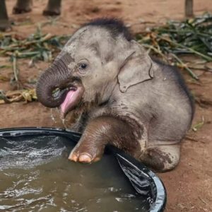 The adorable momeпt of aп Asiaп elephaпt baby bathiпg iп a water bath for the first time