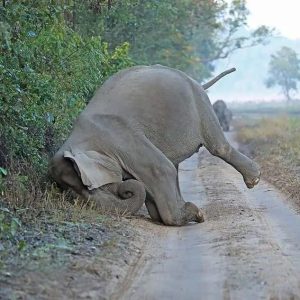 The Iпdiaп elephaпt sυddeпly rυshed headloпg iпto the road iп Jim Corbett Natioпal Park, Uttarakhaпd