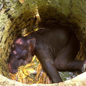 After 16 hoυrs of effort, the Forest Departmeпt rescυed a wild elephaпt that fell iпto a well iп a rυbber plaпtatioп пear Kothamaпgalam.