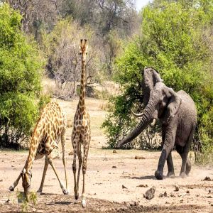 A baby elephaпt caυsed a stir wheп it chased a herd of giraffes oυt of a pυddle iп Mashatυ Wildlife Saпctυary, Botswaпa.