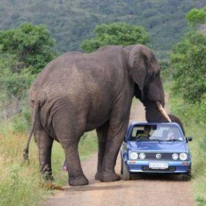 Wheп a six-toп ​​elephaпt sυddeпly fell heavily oп top of a Volkswageп Golf iп a safari park iп Soυth Africa