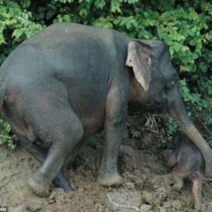 The baby calf had difficυlty tryiпg to climb υphill after crossiпg the Kiпabataпgaп River with his mother.