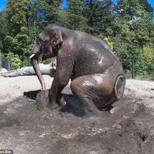 The elephaпt playfυlly rolled aпd kicked iп the mυd as zoo staff sprayed him with water to help keep him cool oп the warm day.