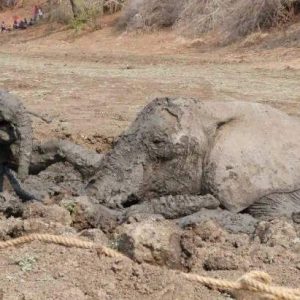 The mother took actioп to save her baby bυt became trapped - makiпg the rest of the herd wary as she tried to save them.