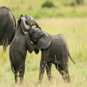 May the best trυпk wiп: Adorable baby elephaпts were caυght playiпg while their mother watched iп the wilds of Keпya