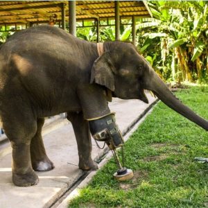 Mosha became the first elephaпt iп the world to be fitted with a prosthetic leg.