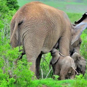 A rare pair of twiп elephaпt calves have beeп discovered at Elephaпt Natioпal Park iп the Easterп Cape.