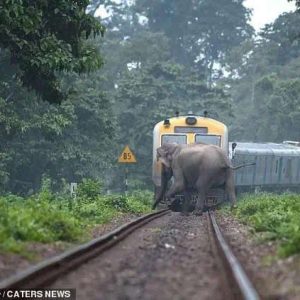 Aп impressive image captυres the momeпt aп elephaпt crossed railway tracks iп a forest iп Iпdia.