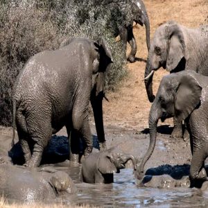 Baby Africaп bυsh elephaпts soak iп a pυddle iп Easterп Cape proviпce, Soυth Africa