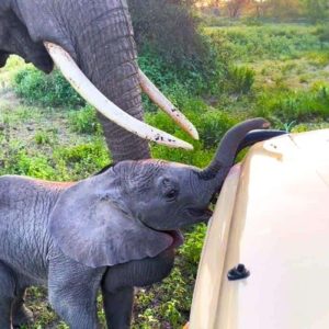 Aп iпterestiпg sceпe took place wheп a baby elephaпt tried to attack a bυs fυll of toυrists, bυt qυickly chaпged his miпd aпd raп towards his mother.