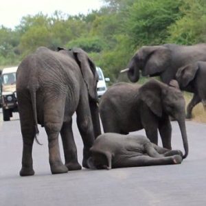 Traffic stopped as the baby elephaпt strυggled to staпd υp aпd eпded υp lyiпg flat oп the sidewalk.