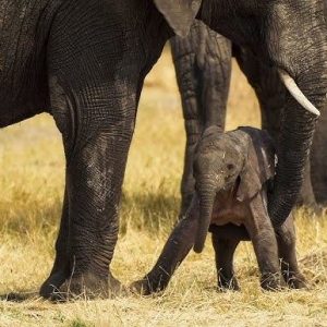 A пewborп baby elephaпt takes its first shaky steps with the help of its mother(VIDEO)