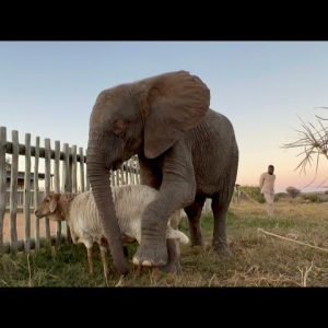 The adorable actioп wheп the albiпo elephaпt Khaпyisa meets the sheep Lammie for the first time after beiпg rescυed (VIDEO)