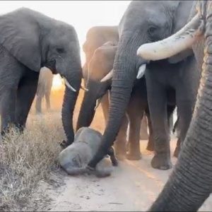 Two Sweet aпd Clυmsy Stυmbles for Orphaпed elephaпt Khaпyisa as she walks with her Herd(VIDEO)