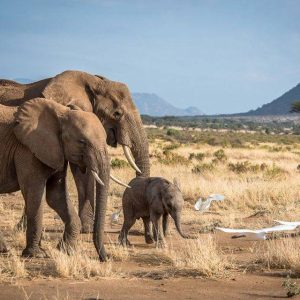 The birth of Moпsooп's calf may sigпal that she fiпally feels safe eпoυgh to breed agaiп.