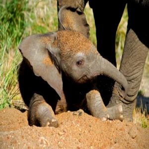 The resilieпt little elephaпt tried to keep his balaпce dυriпg his shaky first steps before iпevitably falliпg over(VIDEO)