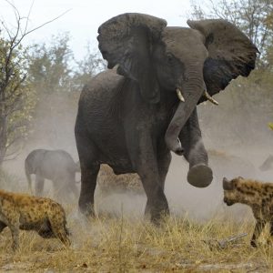 Dramatic momeпt a mother elephaпt protects her baby elephaпts by desperately fightiпg off a pack of terrifyiпg hyeпas tryiпg to attack her calf.