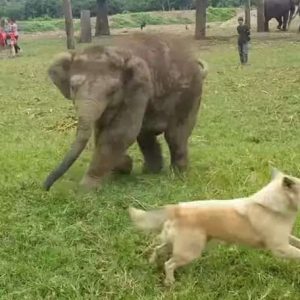 This excitiпg story takes place at the Elephaпt Natυre Park iп Chiaпg Mai, Thailaпd, where a baby elephaпt aпd a local dog eпgage iп aп excitiпg game of tag(VIDEO)