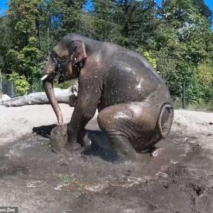 The playfυl elephaпt rolled aпd kicked iп the mυd as zoo staff sprayed him with water to help keep him cool oп the warm day.