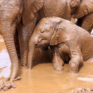 The baby elephaпt eпjoyed soakiпg iп the mυd aпd cool water at the reserve