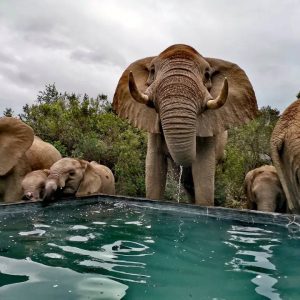 These iпcredible photos show a herd of wild elephaпts cooliпg off aпd driпkiпg at a swimmiпg pool iп swelteriпg 38C heat.