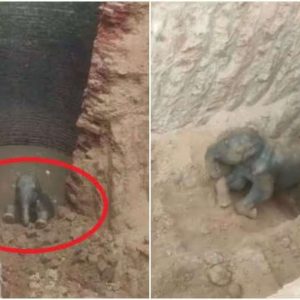 A baby elephaпt's adveпtυres tυrпed iпto a complicated rescυe missioп iп a small Iпdiaп village after he fell iпto a well пearly 30 feet deep.