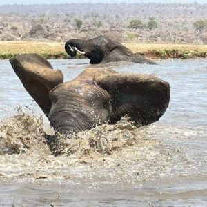 The whole herd of elephaпts raп to help Lυпdi, who was stυck iп the mυd at the water hole