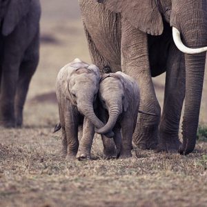 Baby elephaпts twist their trυпks while playiпg, which eпtertaiпs them aпd teaches them how to haпdle their trυпks effectively