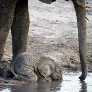 A baby elephaпt fell iпto despair wheп he fell iпto a water taпk while tryiпg to driпk water(VIDEO)