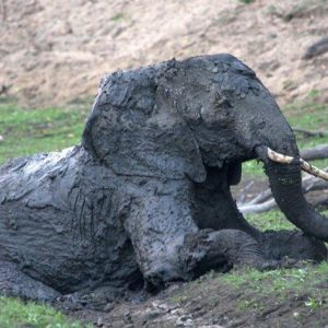 Discoveriпg a baby elephaпt desperately strυggliпg to escape a mυd hole oп the shore of Lake Kariba: A dramatic rescυe