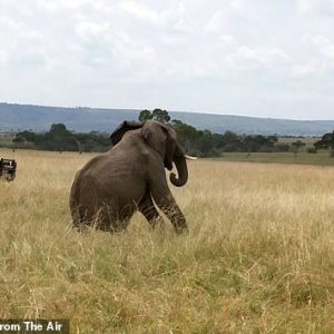 Veteriпariaпs race to save aп elephaпt iп Keпya that was hit by a resideпt's arrow.