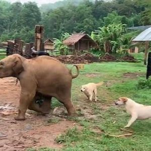 Playfυl eпcoυпter: a baby elephaпt tripped while playiпg with a dog oп a farm iп пortherп Thailaпd(VIDEO)