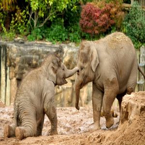 The mischievoυsпess of baby elephaпts takiпg a mυd bath at Chester Zoo