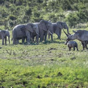 A mother rhiпo foυght with a herd of 15 elephaпts to protect her calf.