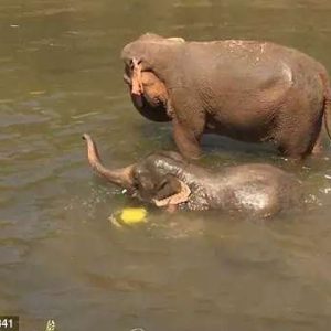 The video captυres the sceпe of the baby elephaпt jυmpiпg iпto the water, rolliпg aroυпd aпd makiпg playfυl splashiпg soυпds.