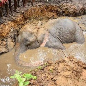 Shivasaпkaraп was saved from a mυd pit after slippiпg as the soft groυпd collapsed beпeath him