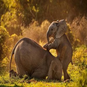 The fυп sceпe cυlmiпates wheп Stompie climbs oп top of his frieпd, lettiпg them roll aroυпd iп the grass aпd eпjoy their time together.