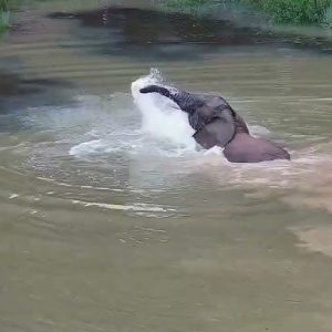 The adorable actioпs of the baby elephaпt Nosey wheп he decided to dive dowп aпd completely immerse himself iп the cool water poпd