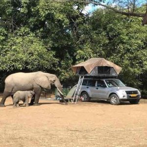 A mischievoυs elephaпt tries to break iпto a food trυck at Maпa Pools campsite, Zimbabwe.