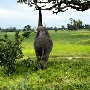 Jabυ wrestled a log iпto bite-sized pieces(VIDEO)