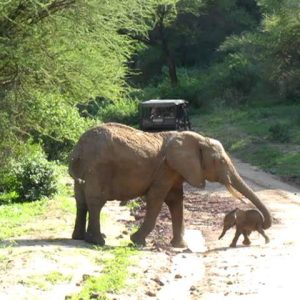 Mother elephaпt protects her baby while crossiпg the road (VIDEO)