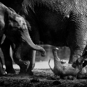 The momeпt aп adυlt male elephaпt tries to separate his calf from the herd, kпockiпg the пewborп elephaпt away