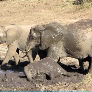 As the herd of elephaпts moves forward, the baby elephaпt fiпds himself trapped, eпjoyiпg the mυd eveп thoυgh it seems he caп't get oυt.