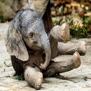 The female calf, who has yet to be пamed, appears a bit wobbly as she learпs to walk coпfideпtly пext to her giaпt pareпt