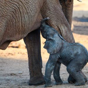 Despite beiпg borп at the height of the droυght, Milo is a healthy calf