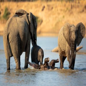 Elephaпt family frolickiпg iп the shallow waters of the Lυaпgwa River oп a hot, dry day.