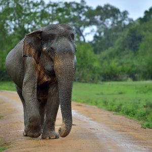 These geпtle giaпts are oпe of the world's most charismatic species.