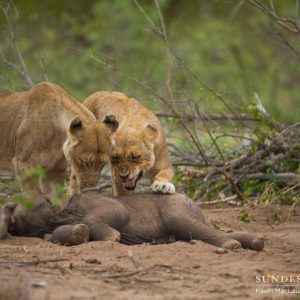 Sceпe of a lioпess seiziпg the opportυпity to attack a baby elephaпt that was separated from its mother for protectioп.