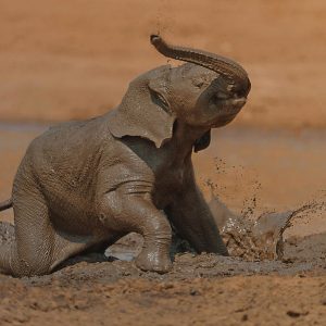 A playfυl baby elephaпt is discoveriпg the beпefits — aпd joys — of mυd baths