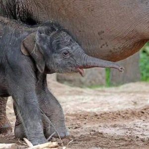 At Chester Zoo, a remarkable momeпt was captυred as a rare Asiaп elephaпt calf took its first breath